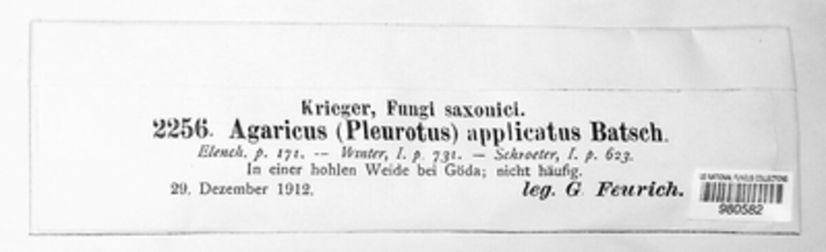 Resupinatus applicatus image
